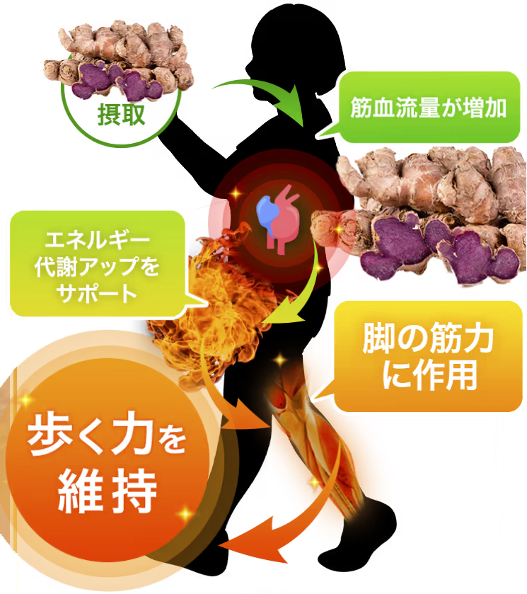 ブラックジンジャーが歩く力を維持