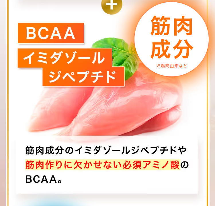 ブラックジンジャーには、BCAA、イミダゾールジペプチドなど筋肉成分が豊富